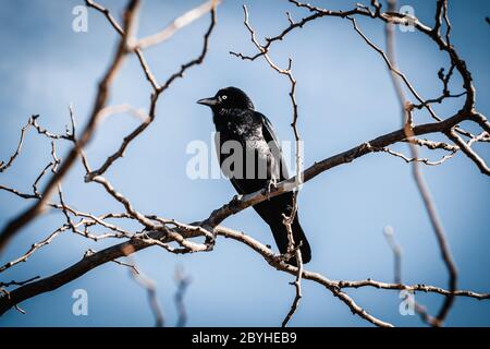 Un Raven australiano (Corvus coronoides) che è seduto su un ramo in un albero con cielo blu dietro. Foto Stock