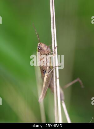 Brown grasshopper in erba Foto Stock
