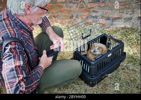 Novellame eurasiatico (Bubo bubo) sarà rilasciato dopo il salvataggio, Heinsberg, Nord Reno-Westfalia, Germania Foto Stock