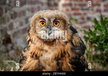 Ritratto di un giovane aquila eurasiatica (Bubo bubo), Heinsberg, Renania settentrionale-Vestfalia, Germania Foto Stock