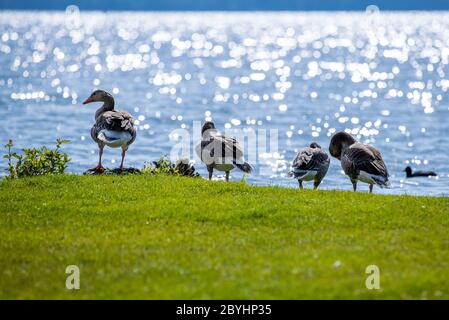 10 giugno 2020, Meclemburgo-Pomerania occidentale, Schwerin: Gangone greylag in piedi sulla riva del castello isola sul lago di Schwerin. Foto: Jens Büttner/dpa-Zentralbild/dpa Foto Stock