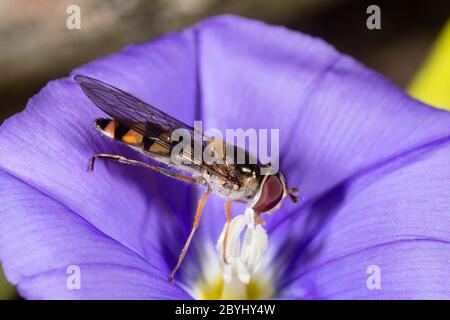 Piccola femmina inglese hoverfly, Meliscaeva auricollis, che si nuda al polline del blu fiorito Convolvulus sabatius in un giardino britannico Foto Stock