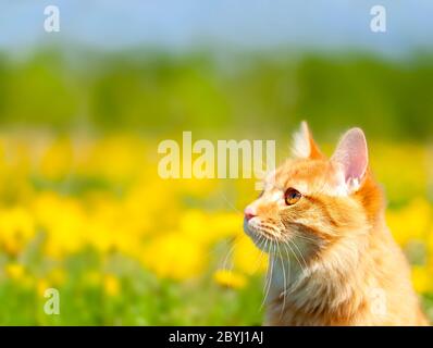 Il Ritratto di Ginger Kurilian Bobtail Cat curioso per un campo con i dandelioni gialli Foto Stock