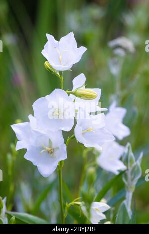 Una Campanula bianca o un fiore di campanella in Scozia Foto Stock