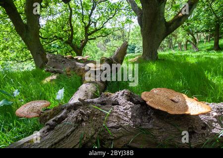 Funghi di staffa, o funghi di mensola che crescono su un albero caduto. Foto Stock