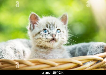 Gatto gattino con ayes blu in cesto sulla terrazza del giardino. Fotografia di animali domestici Foto Stock