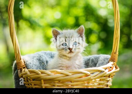 Gatto gattino con ayes blu in cesto sulla terrazza del giardino. Fotografia di animali domestici Foto Stock