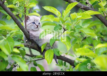 Gatto gattino con ayes blu bloccato su albero verde in giardino. Fotografia di animali domestici Foto Stock