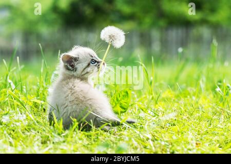 Gatto gattino con ayes blu in erba verde con fiore di dente di leone su giardino closeup. Fotografia di animali domestici Foto Stock