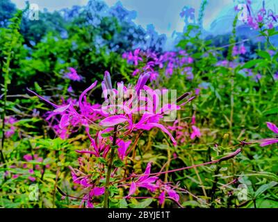 Bellezza della natura, fiore Foto Stock