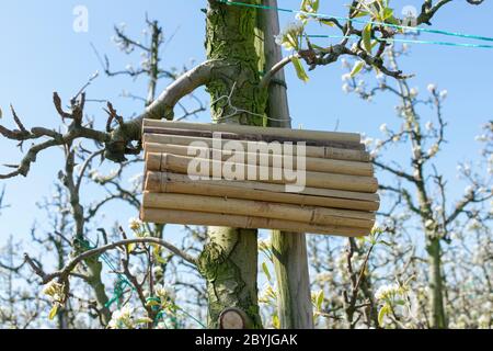 hotel di insetti fatto di bastoni di bambù appesi a un albero di mele in un frutteto con un bel cielo blu sullo sfondo Foto Stock