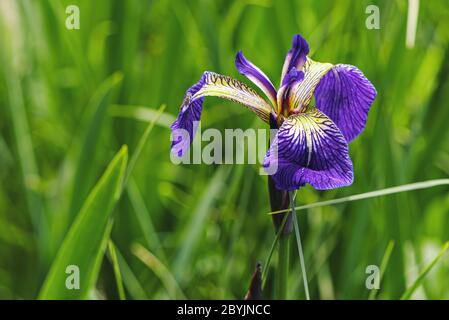 Orchidea selvaggia, nel suo ambiente montano. Foto Stock