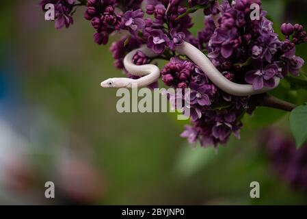 White Beauty serpente di ratto strisciante su fiori lilla Foto Stock