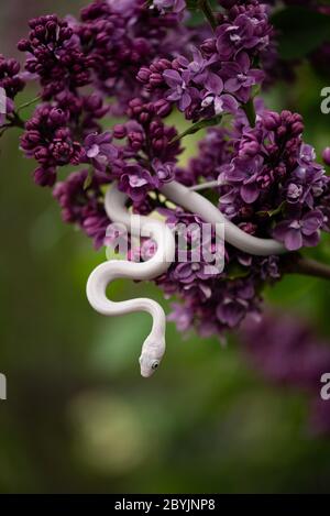 White Beauty serpente di ratto strisciante su fiori lilla Foto Stock