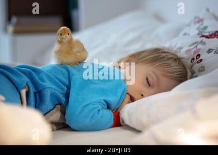 Piccolo bambino, dormendo a letto con un piccolo pulcino accanto a lui Foto Stock