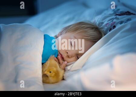 Piccolo bambino, dormendo a letto con un piccolo pulcino accanto a lui Foto Stock