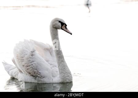 In Swan il bellissimo tramonto sul lago Foto Stock