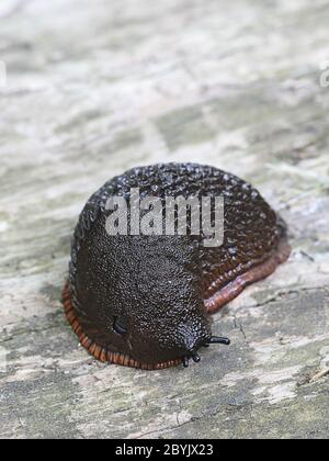 Arion vulgaris (Arion lusitanicus), conosciuto come lo slug spagnolo, un parassita da giardino altamente invasivo e nocivo Foto Stock