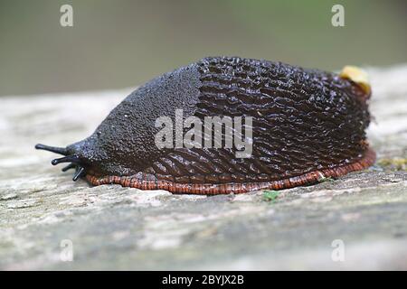 Arion vulgaris (Arion lusitanicus), conosciuto come lo slug spagnolo, un parassita da giardino altamente invasivo e nocivo Foto Stock