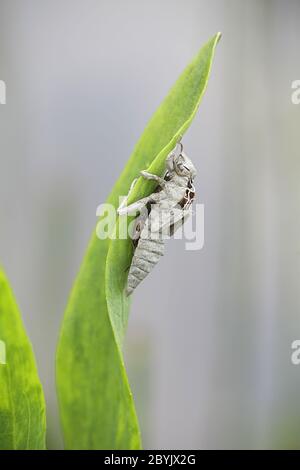 Exuvia Dragonfly o pelle larvale di Chaser a quattro macchie, Libellula quadrimaculata Foto Stock