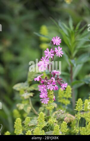 Fiori di Campion rosso, (Silene dioica), che cresce tra Crosswort (crucata laevipes), Teesdale, County Durham, UK Foto Stock