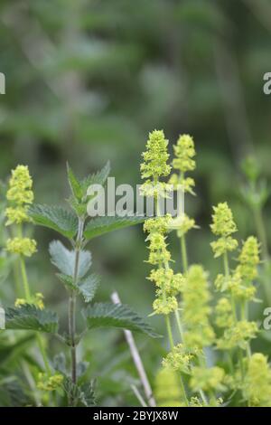 Crosswort Flowers (cruciata laevipes), Teesdale, UK Foto Stock