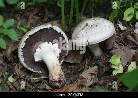 Agaricus arvensis, comunemente noto come fungo di cavallo, fungo commestibile selvatico dalla Finlandia Foto Stock