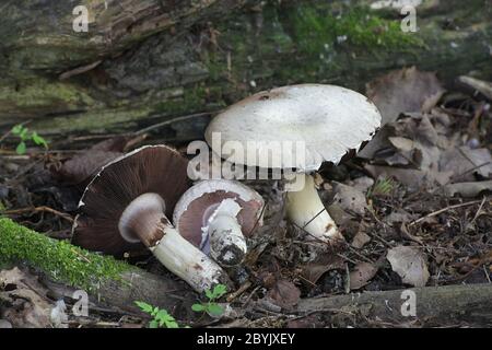 Agaricus arvensis, comunemente noto come fungo di cavallo, fungo commestibile selvatico dalla Finlandia Foto Stock