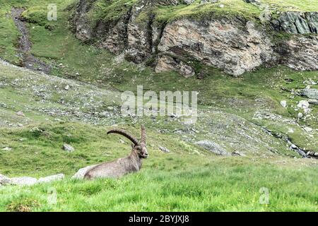 Un vecchio Ibex alpino (capra di montagna) con due corna sulle rocce nel prato delle Alpi austriache, Kals am Grossglockner, Austria. Momento perfetto in alpina Foto Stock