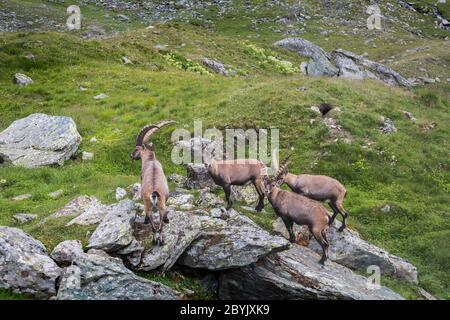 Un gruppo di stambecchi alpini (capre) sulle rocce nel prato delle Alpi austriache, Kals am Grossglockner, Austria. Momento perfetto in alta montagna Foto Stock
