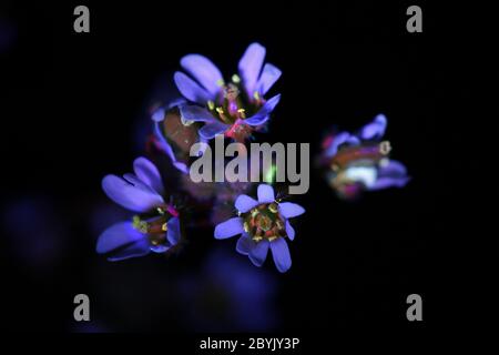 Draa verna (SYN. Erophila verna) la droba primaverile, il fiore d'ombra, il nailwort, la comune erba bianca o l'erba bianca, fotografata a luce ultravioletta (365 Foto Stock
