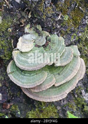 Trametes betulina, noto come polipo gillato, mazegill di betulla o polipo di gill multicolore, fungo selvatico dalla Finlandia Foto Stock