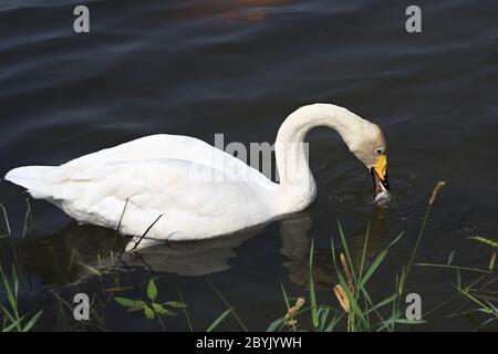 Bel cigno bianco mangia pesce. Foto Stock