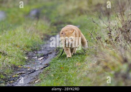 Il gatto rosso cammina sull'erba d'autunno al guinzaglio Foto Stock