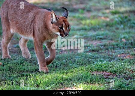 Un (caracal Caracal caracal) nel Drakenstein Lion Park, Klapmuts, Cape Winelands, Sud Africa. Foto Stock