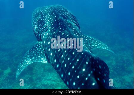 Squalo Balena nuotare in acque blu cristalline a Maldive Foto Stock