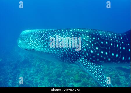 Squalo Balena nuotare in acque blu cristalline a Maldive Foto Stock