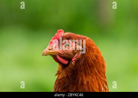 Alimentazione galline sulla tradizionale aia rurale a giornata di sole. Dettaglio della testa di gallina. Seduta di polli nel pollaio. Close up di pollo in piedi sul cantiere di granaio Foto Stock