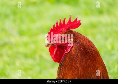 Il colorato gallo nel cortile. Belle piume di gallo. Rooster fattoria uccello. Roster da combattimento nel giardino estivo. Foto di chiusura di un gallo colorato. D Foto Stock