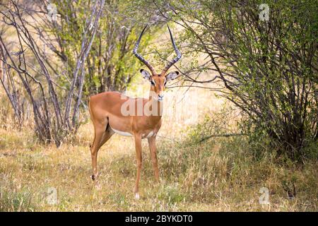 Antelope nella prateria della savana in Kenya Foto Stock