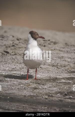 Gabbiano a testa marrone, Chromicocephalus brunnicephalus. Foto Stock