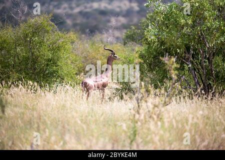 Il gerenuk tra le piante nella savana Foto Stock