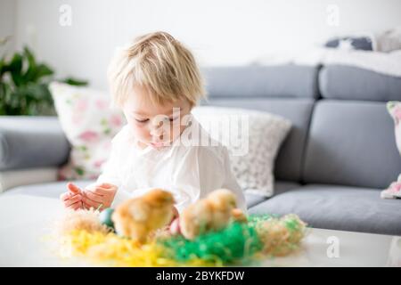 Dolce toddle biondo ragazzo, bambino, giocando con carino piccoli pulcini neonati in un secchio e uova di pasqua a casa Foto Stock