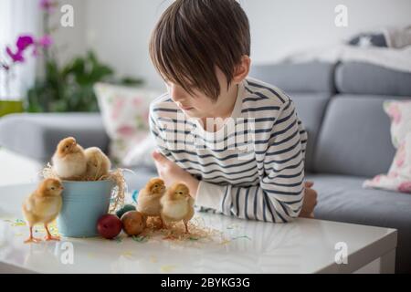 Bambino dolce scuola, giocando con i pulcini appena nati carini in un secchio e pasqua a casa uova Foto Stock