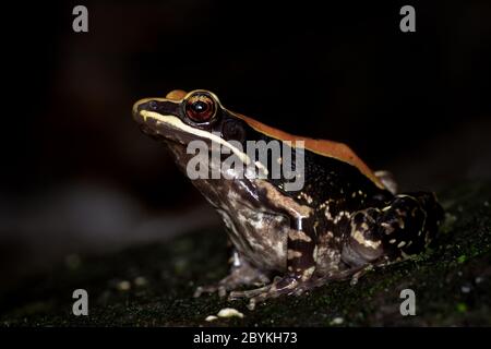 Rana di Fungoid primo piano, Ilarana malabarica, Pune, Maharashtra, India Foto Stock