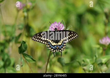 Farfalla a coda di rondine su fiore di trifoglio Foto Stock