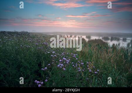 caldo nebby alba sopra palude Foto Stock