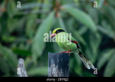 Green Magpie, Cissa chinensis, Okre, Sikkim, India Foto Stock