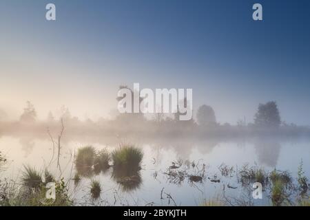 misty calma alba su palude Foto Stock