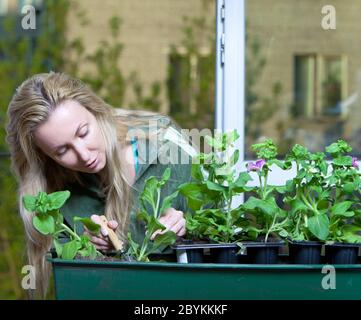 Giovane donna e scatola con fiori di petunia piantina Foto Stock